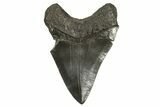 Fossil Megalodon Tooth - South Carolina #339289-2
